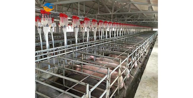行業知識簡述養豬自動料線結構特點和全自動飼喂系統優點