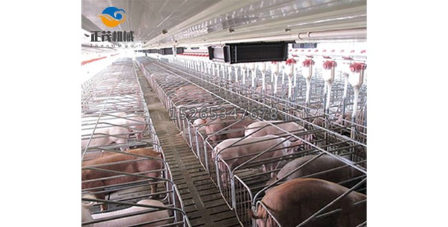 科普，育成(chéng)期豬舍自動料線飼養密度和飼料營養配比